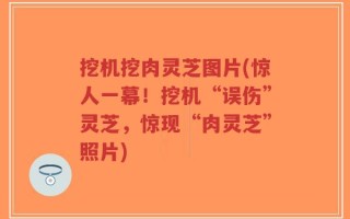 挖机挖肉灵芝图片(惊人一幕！挖机“误伤”灵芝，惊现“肉灵芝”照片)