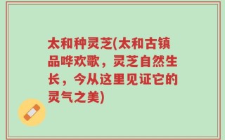 太和种灵芝(太和古镇品哗欢歌，灵芝自然生长，今从这里见证它的灵气之美)