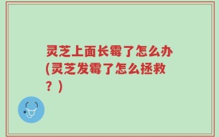 灵芝上面长霉了怎么办(灵芝发霉了怎么拯救？)