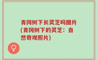 青冈树下长灵芝吗图片(青冈树下的灵芝：自然奇观照片)