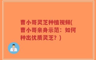 曹小哥灵芝种植视频(曹小哥亲身示范：如何种出优质灵芝？)