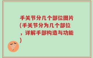 手关节分几个部位图片(手关节分为几个部位，详解手部构造与功能)