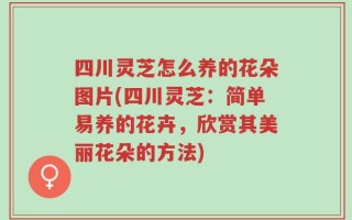 四川灵芝怎么养的花朵图片(四川灵芝：简单易养的花卉，欣赏其美丽花朵的方法)