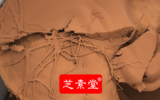 灵芝孢子粉是如何改善调理呼吸道疾病的?