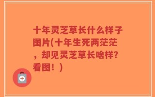 十年灵芝草长什么样子图片(十年生死两茫茫，却见灵芝草长啥样？看图！)