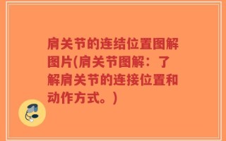 肩关节的连结位置图解图片(肩关节图解：了解肩关节的连接位置和动作方式。)