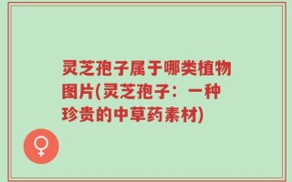灵芝孢子属于哪类植物图片(灵芝孢子：一种珍贵的中草药素材)