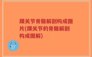 踝关节骨骼解剖构成图片(踝关节的骨骼解剖构成图解)