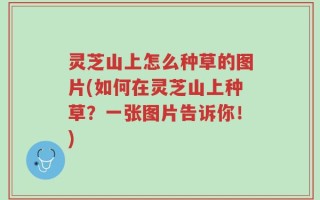 灵芝山上怎么种草的图片(如何在灵芝山上种草？一张图片告诉你！)