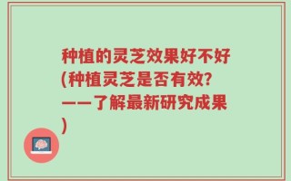 种植的灵芝效果好不好(种植灵芝是否有效？——了解最新研究成果)