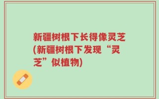 新疆树根下长得像灵芝(新疆树根下发现“灵芝”似植物)