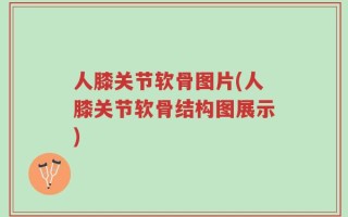 人膝关节软骨图片(人膝关节软骨结构图展示)
