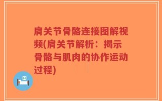 肩关节骨骼连接图解视频(肩关节解析：揭示骨骼与肌肉的协作运动过程)
