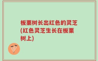 板栗树长出红色的灵芝(红色灵芝生长在板栗树上)