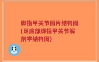 脚指甲关节图片结构图(足底部脚指甲关节解剖学结构图)