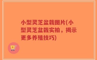 小型灵芝盆栽图片(小型灵芝盆栽实拍，揭示更多养殖技巧)