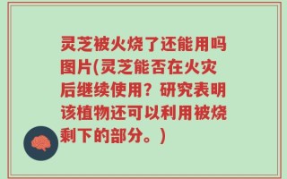 灵芝被火烧了还能用吗图片(灵芝能否在火灾后继续使用？研究表明该植物还可以利用被烧剩下的部分。)