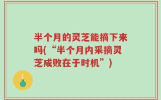 半个月的灵芝能摘下来吗(“半个月内采摘灵芝成败在于时机”)