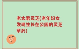 老太君灵芝(老年妇女发现生长在公园的灵芝草药)