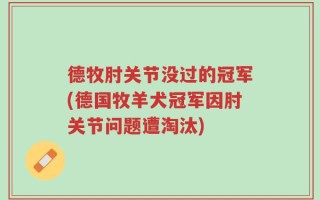 德牧肘关节没过的冠军(德国牧羊犬冠军因肘关节问题遭淘汰)