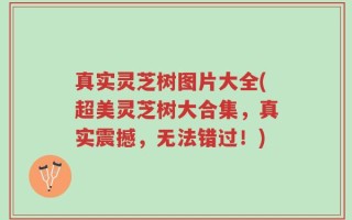 真实灵芝树图片大全(超美灵芝树大合集，真实震撼，无法错过！)