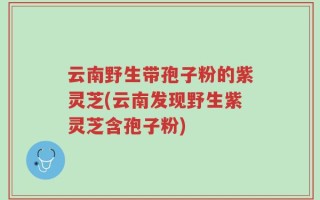 云南野生带孢子粉的紫灵芝(云南发现野生紫灵芝含孢子粉)