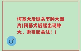 柯基犬后腿关节肿大图片(柯基犬后腿出现肿大，需引起关注！)