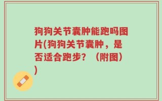 狗狗关节囊肿能跑吗图片(狗狗关节囊肿，是否适合跑步？（附图）)