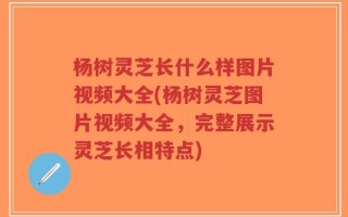 杨树灵芝长什么样图片视频大全(杨树灵芝图片视频大全，完整展示灵芝长相特点)
