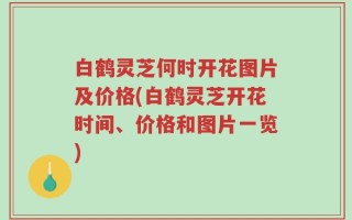 白鹤灵芝何时开花图片及价格(白鹤灵芝开花时间、价格和图片一览)