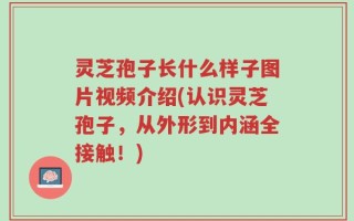 灵芝孢子长什么样子图片视频介绍(认识灵芝孢子，从外形到内涵全接触！)