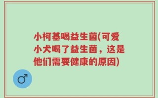 小柯基喝益生菌(可爱小犬喝了益生菌，这是他们需要健康的原因)