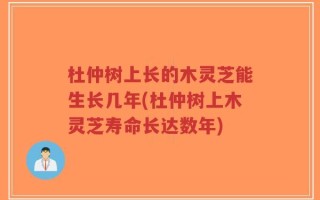 杜仲树上长的木灵芝能生长几年(杜仲树上木灵芝寿命长达数年)