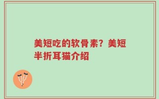 美短吃的软骨素？美短半折耳猫介绍