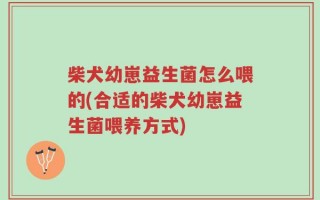 柴犬幼崽益生菌怎么喂的(合适的柴犬幼崽益生菌喂养方式)