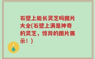 石壁上能长灵芝吗图片大全(石壁上满是神奇的灵芝，惊异的图片展示！)