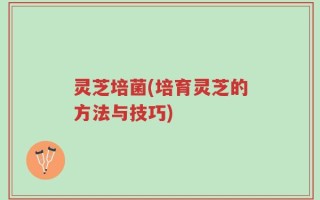 灵芝培菌(培育灵芝的方法与技巧)