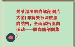 关节深层肌肉解剖图片大全(详解关节深层肌肉结构，全面解析肌肉运动——肌肉解剖图集)