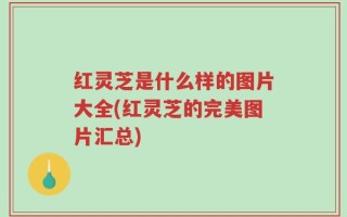 红灵芝是什么样的图片大全(红灵芝的完美图片汇总)