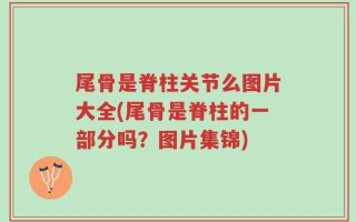 尾骨是脊柱关节么图片大全(尾骨是脊柱的一部分吗？图片集锦)