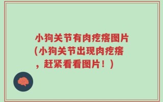 小狗关节有肉疙瘩图片(小狗关节出现肉疙瘩，赶紧看看图片！)