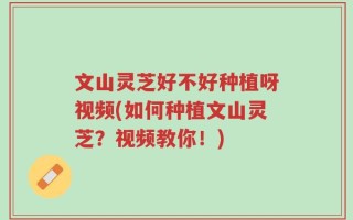 文山灵芝好不好种植呀视频(如何种植文山灵芝？视频教你！)
