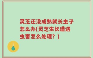 灵芝还没成熟就长虫子怎么办(灵芝生长遭遇虫害怎么处理？)