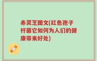 赤灵芝图文(红色孢子杆菌它如何为人们的健康带来好处)