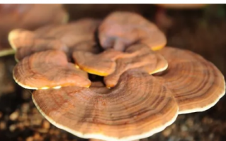 灵芝孢子粉和灵芝哪个好，选哪个更实用？