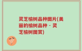 灵芝榆树品种图片(美丽的榆树品种 - 灵芝榆树图赏)