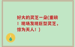 好大的灵芝一朵(重磅！现场发现巨型灵芝，惊为天人！)