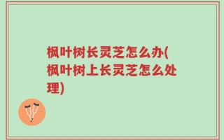 枫叶树长灵芝怎么办(枫叶树上长灵芝怎么处理)