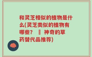 和灵芝相似的植物是什么(灵芝类似的植物有哪些？ – 神奇的草药替代品推荐)