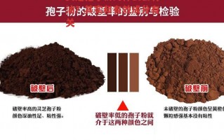 灵芝孢子粉为什么会有油？其实和有效成分有关